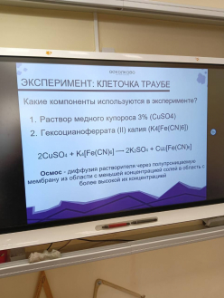 Клеточка Траубе